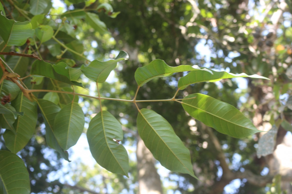 Canarium indicum L.